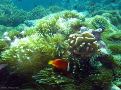 Amphiprion barberi