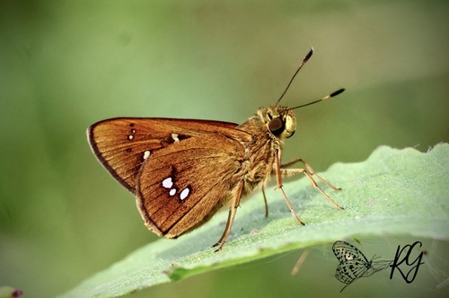 Polytremis eltola (Hewitson, 1869)