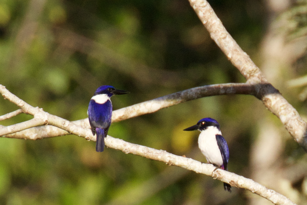 Ultramarine Kingfisher (Todiramphus leucopygius), photo 1