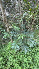 Toona ciliata