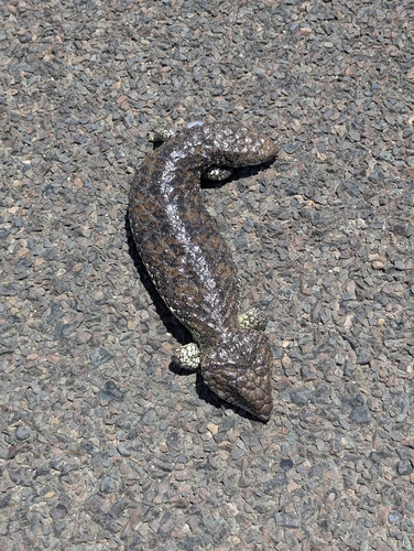 Shingleback