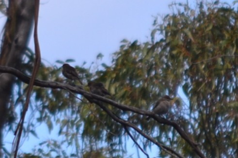 Dusky Robin (Melanodryas vittata), photo 1