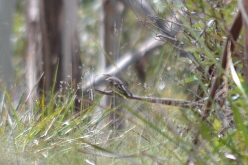 Flame Robin (Petroica phoenicea), photo 3