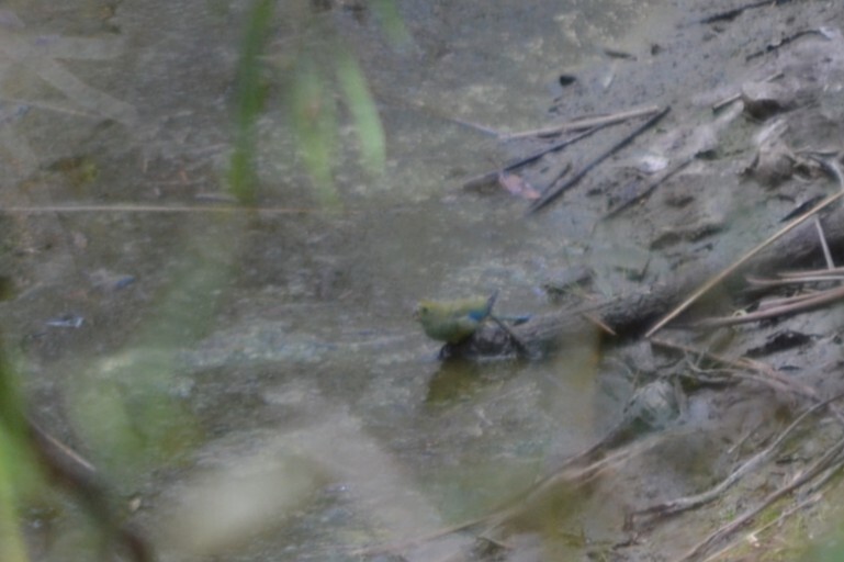 Blue-winged Parrot (Neophema chrysostoma), photo 3