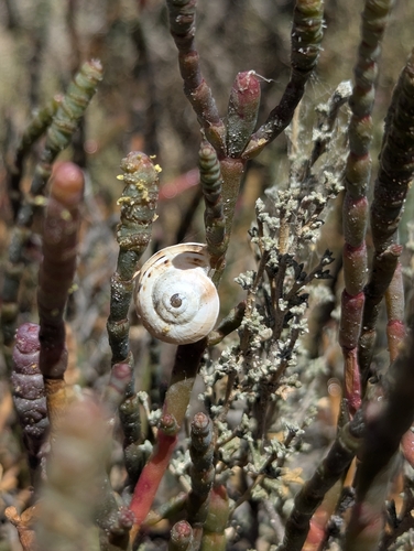 White Italian Snail