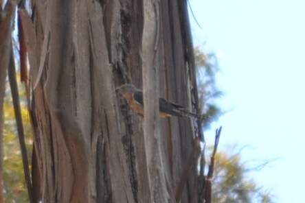 Fan-tailed Cuckoo (Cacomantis flabelliformis), photo 4