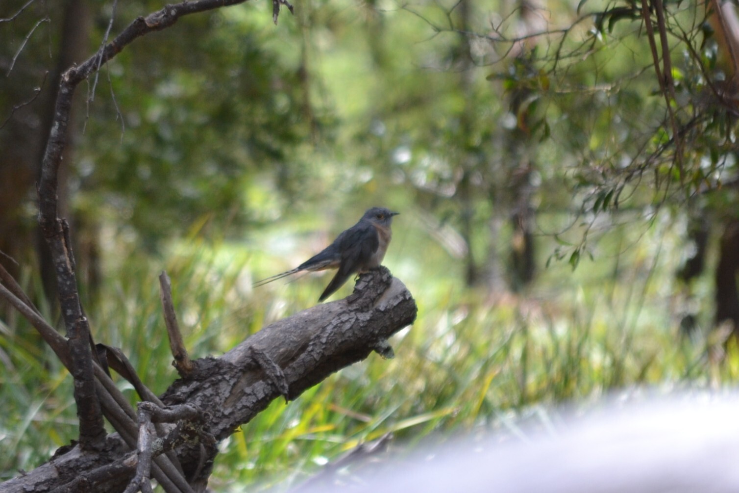 Fan-tailed Cuckoo (Cacomantis flabelliformis), photo 5