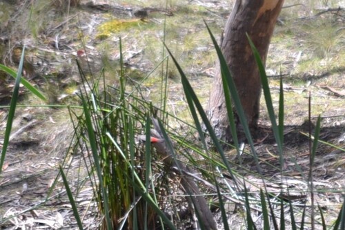 Beautiful Firetail (Stagonopleura bella), photo 2