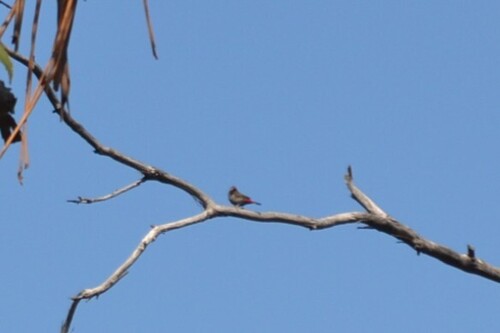 Beautiful Firetail (Stagonopleura bella)