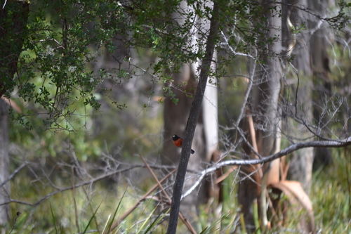 Scarlet Robin (Petroica boodang)