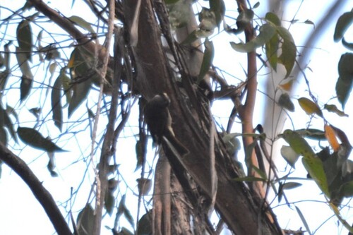 Strong-billed Honeyeater (Melithreptus validirostris)