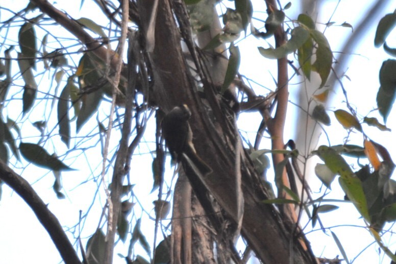 Strong-billed Honeyeater (Melithreptus validirostris), photo 1