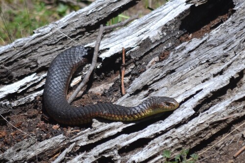 Lowlands Copperhead