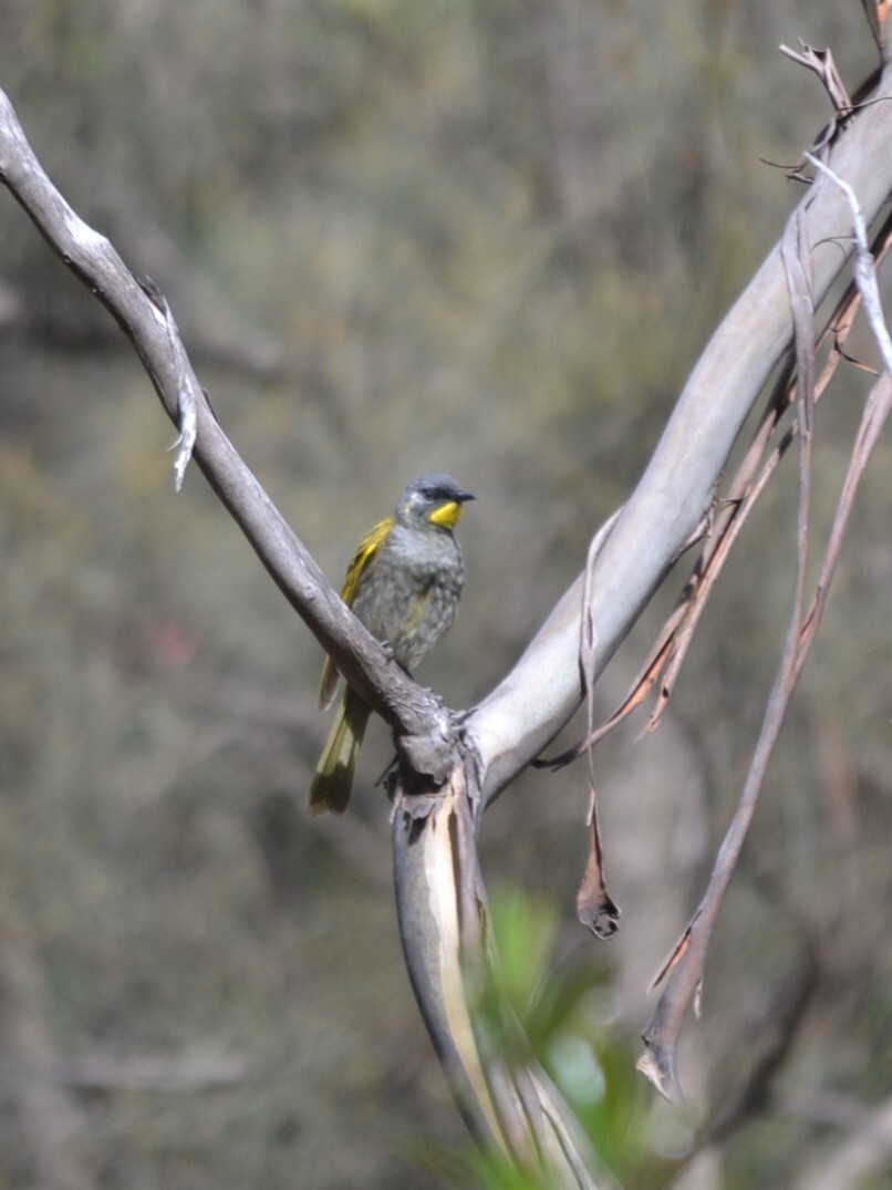Yellow-throated Honeyeater (Nesoptilotis flavicollis), photo 4