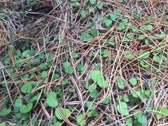 Nertera dichondrifolia