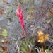 Tillandsia roseoscapa - Photo (c) Leticia Soriano Flores, μερικά δικαιώματα διατηρούνται (CC BY-NC), uploaded by Leticia Soriano Flores