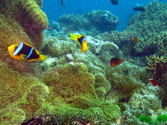 Amphiprion chrysopterus