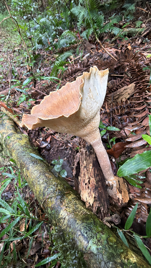 Pleurotus tuber-regium · January 2026 · photo: © martinhj (iNaturalist, cc-by)
