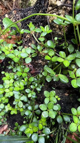 Acorn peperomia