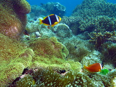 Amphiprion chrysopterus