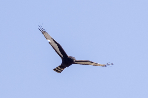 iNaturalist: (c) Niall Perrins, some rights reserved (CC BY-NC), uploaded by Niall Perrins iNaturalist image