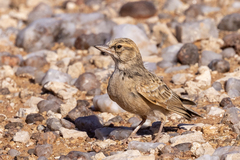Sclater's Lark photo 4