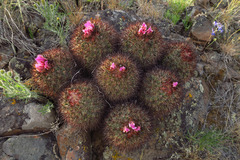 Pediocactus nigrispinus