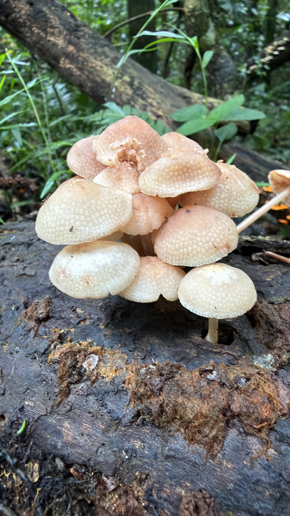 Favolaschia manipularis · January 2026 · photo: © martinhj (iNaturalist, cc-by)