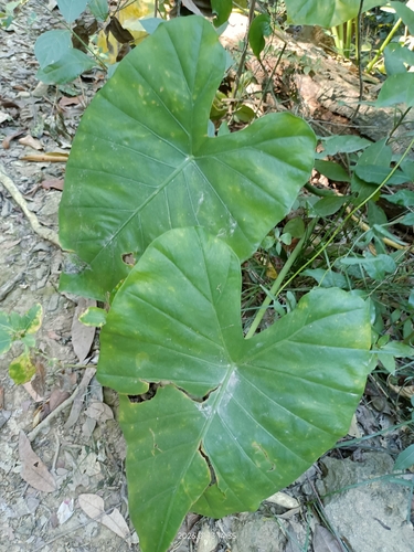 Asian taro