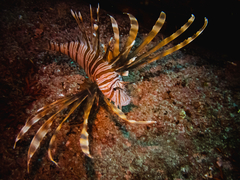 Red Lionfish