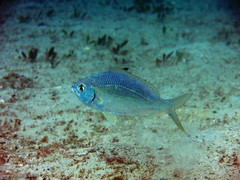 Gerres subfasciatus