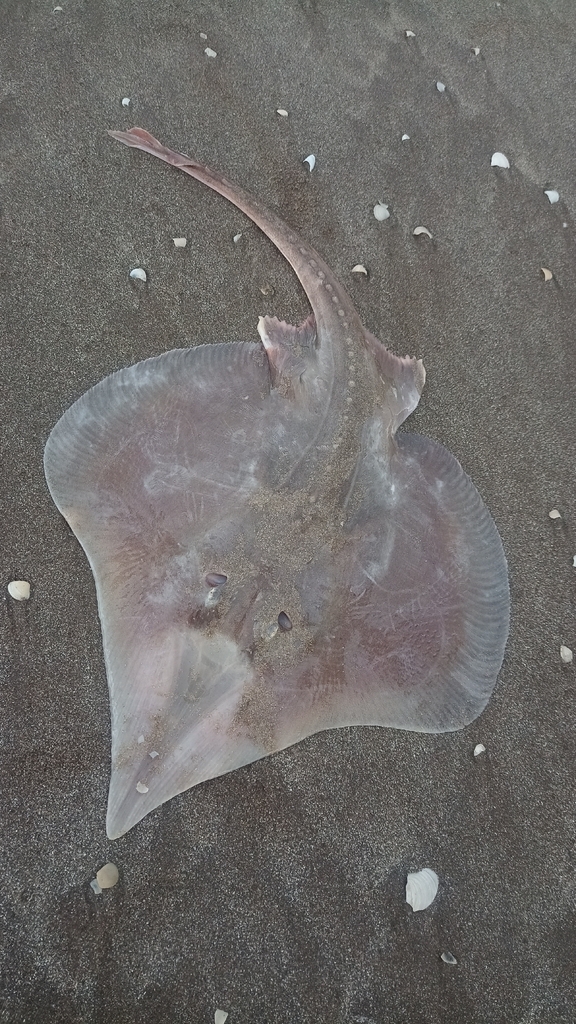 Bignose fanskate (Sympterygia acuta) — Arhynchobatidae