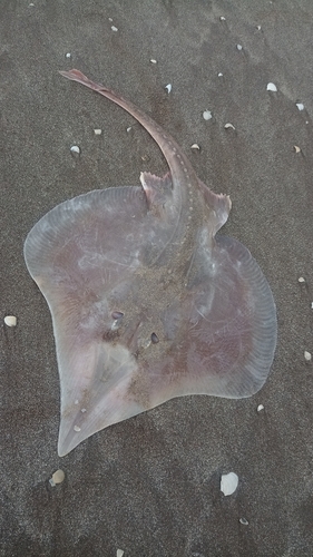 Bignose fanskate (Sympterygia acuta) — Arhynchobatidae