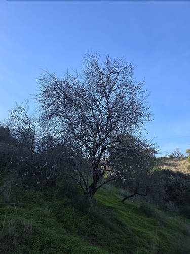 Avistamiento Almendro