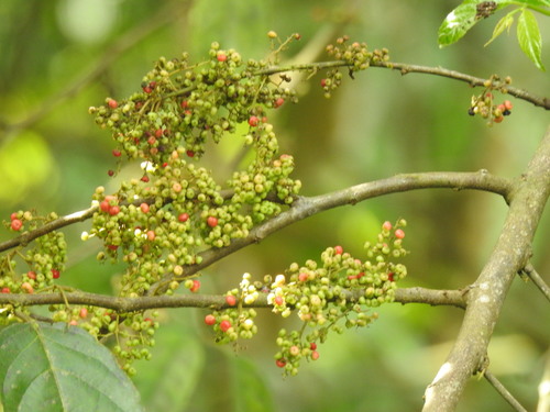 Dipentodontaceae