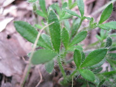 Xanthosia huegelii