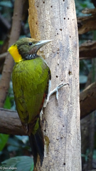 Chrysophlegma flavinucha