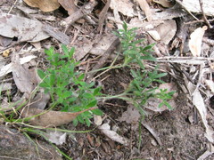 Xanthosia huegelii