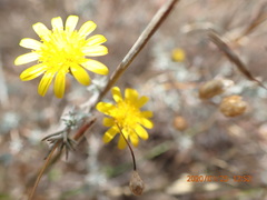 Leysera gnaphalodes