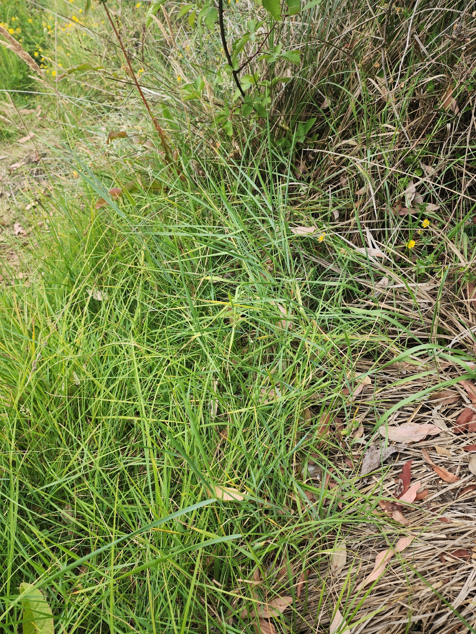 Imagem de Elymus repens