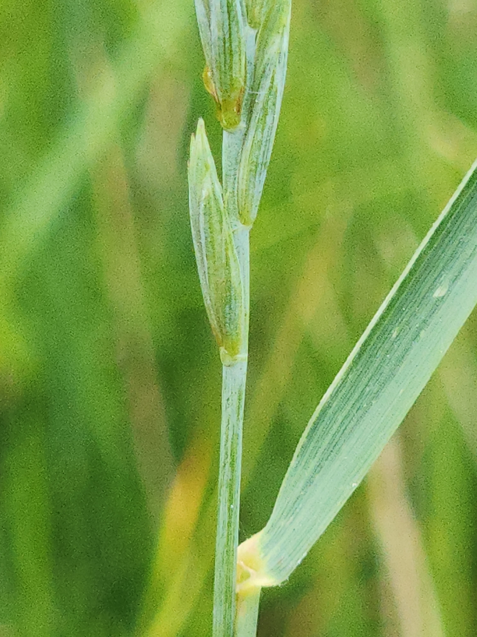 Imagem de Elymus repens