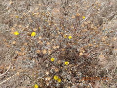 Leysera gnaphalodes