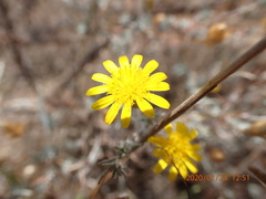 Leysera gnaphalodes
