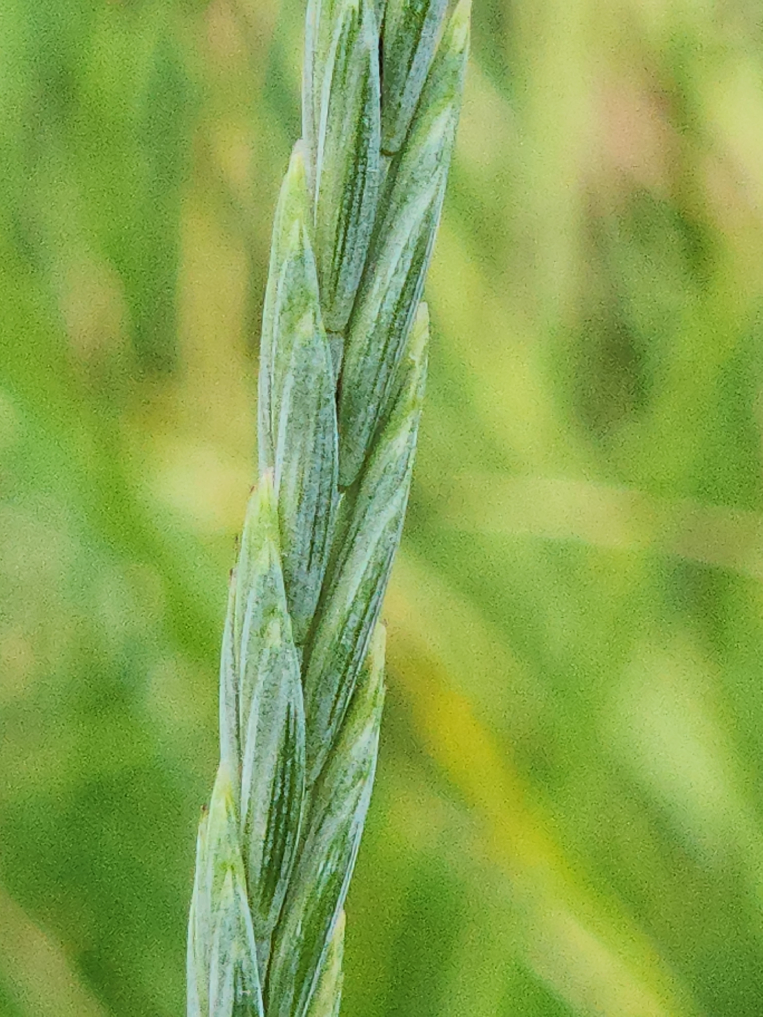 Imagem de Elymus repens