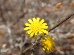 Leysera gnaphalodes