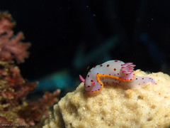 Hypselodoris bennetti