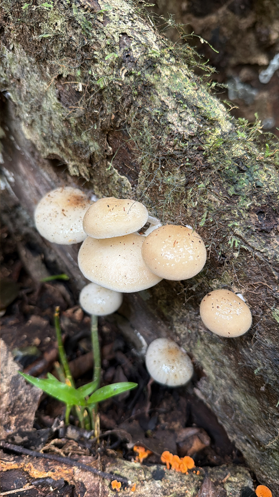 Oudemansiella exannulata · January 2026 · photo: © martinhj (iNaturalist, cc-by)