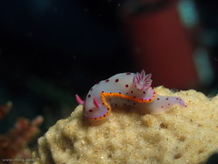 Hypselodoris bennetti