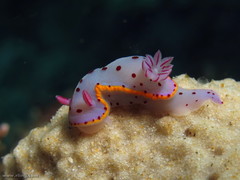 Hypselodoris bennetti