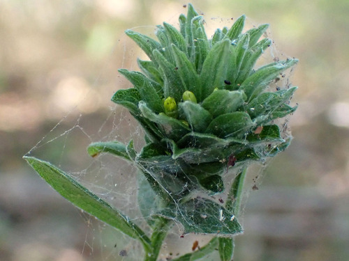 Unknown species found near Springfield, MO, USA